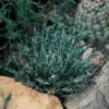 Miniature Century Plant (Agave) -BloomNest Shop 12713 agave toumeyana bella