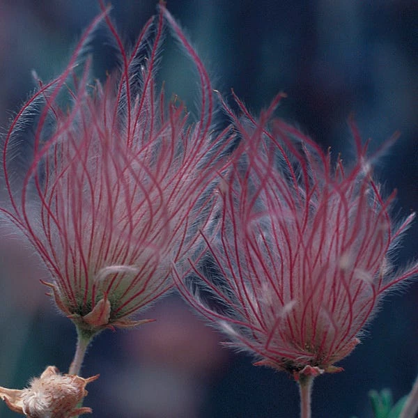 Apache Plume (Fallugia) 4 Apache Plume (Fallugia) - Image 2