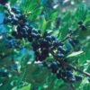 Berry Girl New Mexico Privet 1 Berry Girl New Mexico Privet -BloomNest Shop 52550a forestiera neomexicana 1