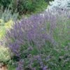 Grosso French Lavender 2 Grosso French Lavender -BloomNest Shop 63152 lav grosso 07