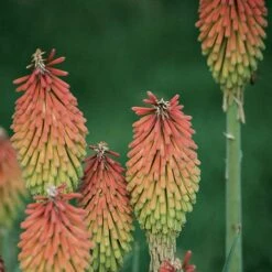 Fire Dance Red Hot Poker 9 Fire Dance Red Hot Poker -BloomNest Shop 96488 kniphofia hirsuta fire dance