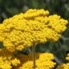 Coronation Gold Yarrow 2 Coronation Gold Yarrow -BloomNest Shop achillea coronation gold yarrow 47