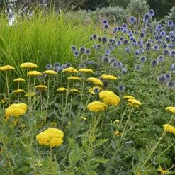 Coronation Gold Yarrow -BloomNest Shop achillea coronation gold yarrow globe thistle garden
