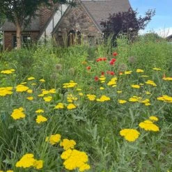 Moonshine Yarrow -BloomNest Shop achillea moonshine yarrow 3
