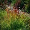Rain Dance Big Bluestem Grass -BloomNest Shop adropogon gerardii rain dance 1
