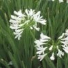 White Lily Of The Nile (Agapanthus) -BloomNest Shop agapanthus cold hardy white close up
