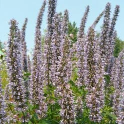 Blue Fortune Agastache -BloomNest Shop agasatche blue fortune blue garden 1