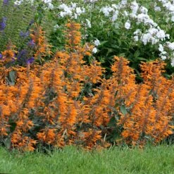Apricot Sprite Agastache -BloomNest Shop agastache agastache apricot sprite walters gardens cropped