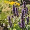Black Adder Agastache 2 Black Adder Agastache -BloomNest Shop agastache black adder 1