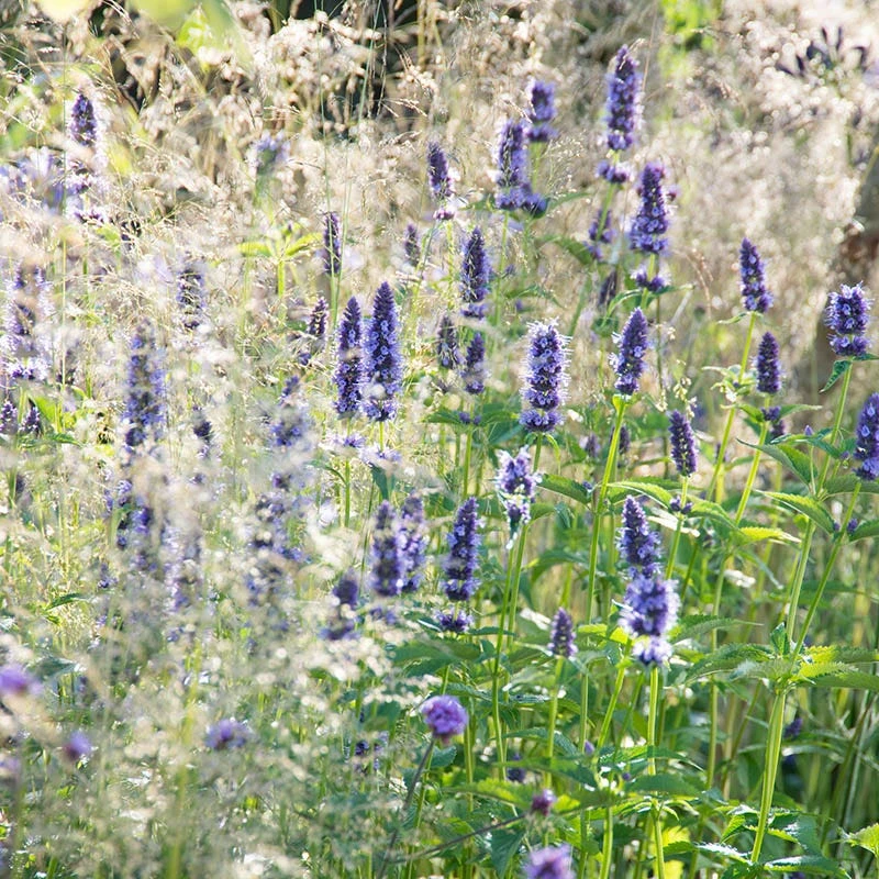 Front Page -BloomNest Shop agastache black adder 2