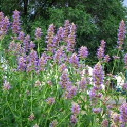 Blue Blazes Agastache 9 Blue Blazes Agastache -BloomNest Shop agastache blue blazes 1