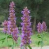 Blue Blazes Agastache -BloomNest Shop agastache blue blazes 2