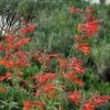 Coronado® Red Agastache -BloomNest Shop agastache coronado red by david salman 1