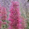 Desert Sunrise® Agastache -BloomNest Shop agastache dwf desert sunrise close up 2