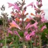 Kudos™ Ambrosia Agastache -BloomNest Shop agastache kudos ambrosia terra nova cropped closeup 2