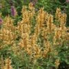 Kudos™ Gold Agastache 1 Kudos™ Gold Agastache -BloomNest Shop agastache kudos gold terra nova cropped 2 2