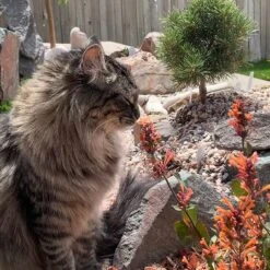 Kudos™ Mandarin Agastache 8 Kudos™ Mandarin Agastache -BloomNest Shop agastache kudos mandarin 2