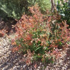 Kudos™ Mandarin Agastache 9 Kudos™ Mandarin Agastache -BloomNest Shop agastache kudos mandarin 3