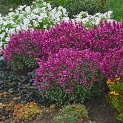 Rosie Posie Agastache -BloomNest Shop agastache rosie posie 4