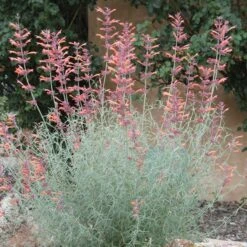 Agastache Rupestris -BloomNest Shop agastache rupestris 11825 3