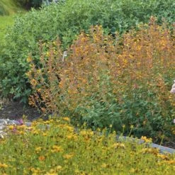 Apricot Sprite Agastache -BloomNest Shop agastache agastache apricot sprite walters gardens 1 cropped 1 1