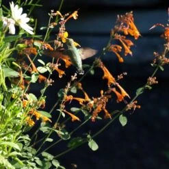 Apricot Sprite Agastache -BloomNest Shop agastache apricot sprite close up w humingbird cropped