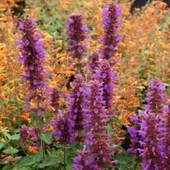 Blue Boa Agastache -BloomNest Shop agastache blue boa 1b 1 with apricot sprite 2