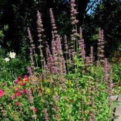 Agastache Neomexicana -BloomNest Shop agastache neomexicana in the garden