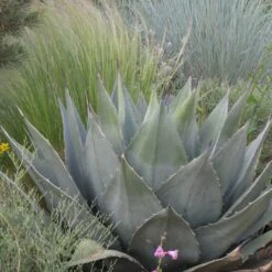 Havard's Century Plant (Agave) -BloomNest Shop agave havardiana hbl1v51 2