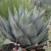 Havard's Century Plant (Agave) 1 Havard's Century Plant (Agave) -BloomNest Shop agave havardiana 2 web 2