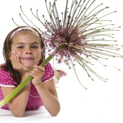 Schubert's Allium 7 Schubert's Allium -BloomNest Shop allium schubertii kid cropped