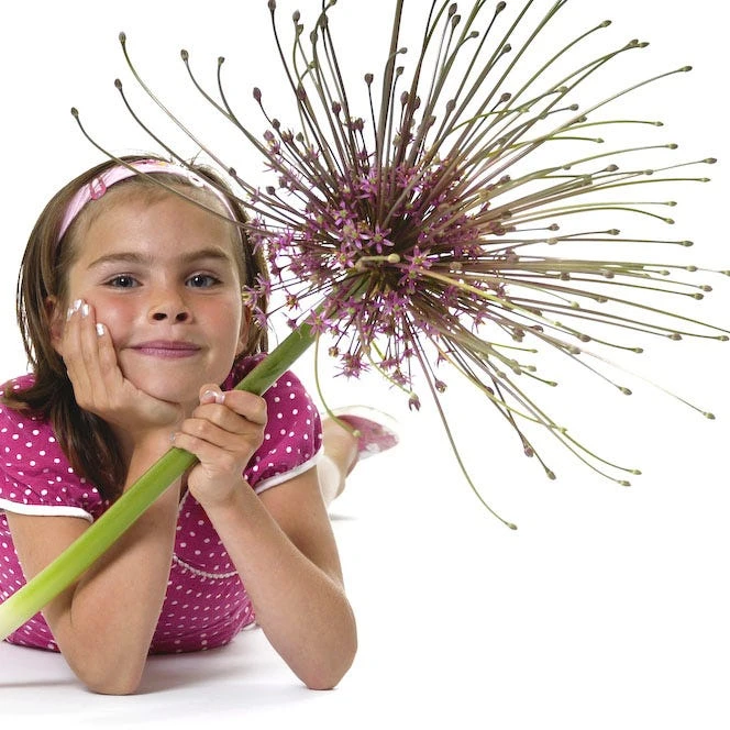 Schubert's Allium 5 Schubert's Allium - Image 3