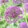 Violet Beauty Allium -BloomNest Shop allium violet beaut 3 cropped