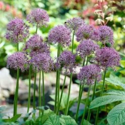 Violet Beauty Allium 7 Violet Beauty Allium -BloomNest Shop allium violet beauty cropped