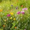 Dry Area Wildflower Seed Mix -BloomNest Shop allysum cosmos coreopsis red poppy meadow