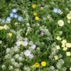 Alternative Lawn Wildflower Seed Mix -BloomNest Shop alternative lawn wildflower seed mix 6 1