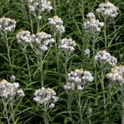 New Snow Pearly Everlasting (Anaphalis) -BloomNest Shop anaphalis margaritacea new snow many blooms