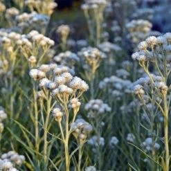 New Snow Pearly Everlasting (Anaphalis) -BloomNest Shop anaphalis margaritacea new snow white