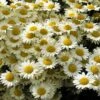 Susanna Mitchell Marguerite Daisy (Anthemis) 2 Susanna Mitchell Marguerite Daisy (Anthemis) -BloomNest Shop anthemis tinctoria 19981 2