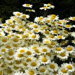Susanna Mitchell Marguerite Daisy (Anthemis) -BloomNest Shop anthemis tinctoria 19981