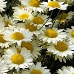 Susanna Mitchell Marguerite Daisy (Anthemis) -BloomNest Shop anthemis tinctoria 19981 close up