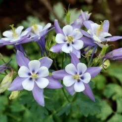 Rocky Mountain Columbine -BloomNest Shop aquilegia caerulea rocky mountai