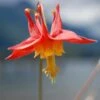 Arizona Columbine -BloomNest Shop aquilegia desertorum 1