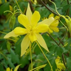 Swallowtail® Columbine -BloomNest Shop aquilegia swallowtail 2 20822 1