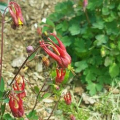 Little Lanterns Columbine -BloomNest Shop aquilegia little lanterns cropped 5 1