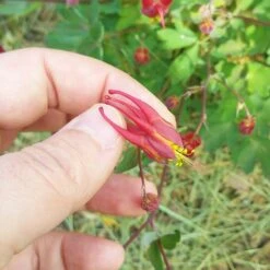 Little Lanterns Columbine -BloomNest Shop aquilegia little lanterns cropped close up 1 1