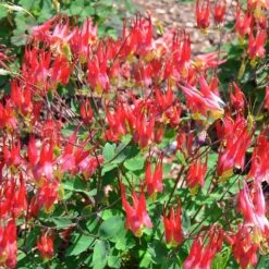 Little Lanterns Columbine -BloomNest Shop aquilegia little lanterns jf 1