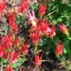 Little Lanterns Columbine 2 Little Lanterns Columbine -BloomNest Shop aquilegia little lanterns jf 2