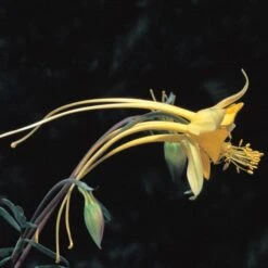 Swallowtail® Columbine -BloomNest Shop aquilegia species swallowtail 20822 2 web 1