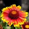 Arizona Sun Gaillardia -BloomNest Shop arizona sun gaillardia 1 2